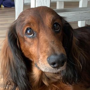 Meet your Posher, Autumn